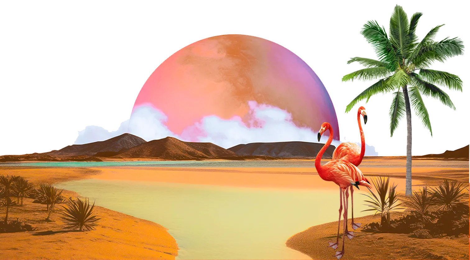 Flamingoes